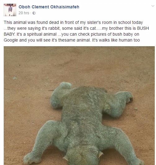 Bush Baby? See Strange-looking Animal Found Dead Inside Student Hostel In Ekpoma, Edo Bush Baby? See Strange-looking Animal Found Dead Inside Student Hostel In Ekpoma, Edo