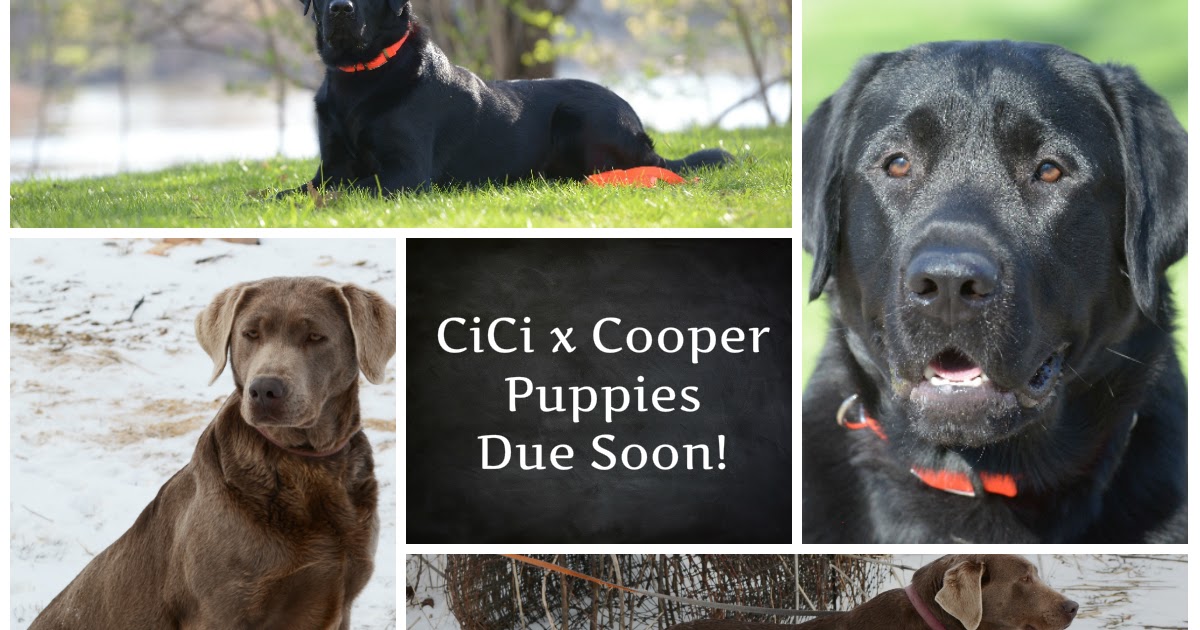 CiCi X Cooper Domestic dogs Due Mid-Might