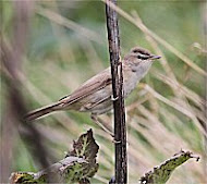 Paddyfield Warbler