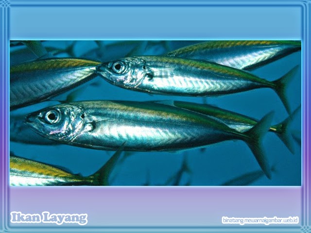 Gambar Ikan Layang