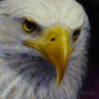 Страсть к птицам. Kim Middleton Kim Middleton