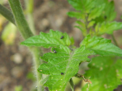 Gardens Insects  Black Bugs  on Tomato Plant Revisited 