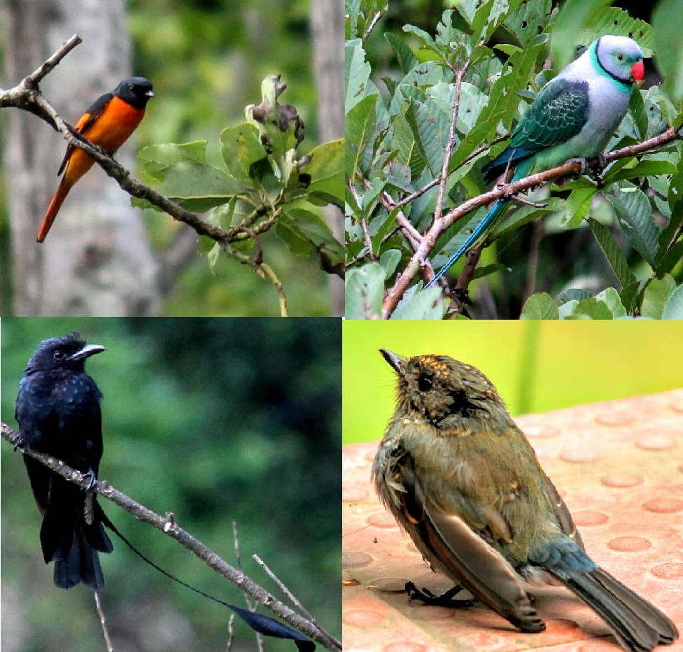 stalking vanilla birds of south india stalking vanilla birds of south india