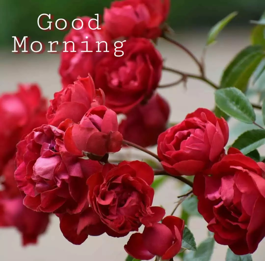 103+ Good Morrning Flowers Images , Photos Free Download ...