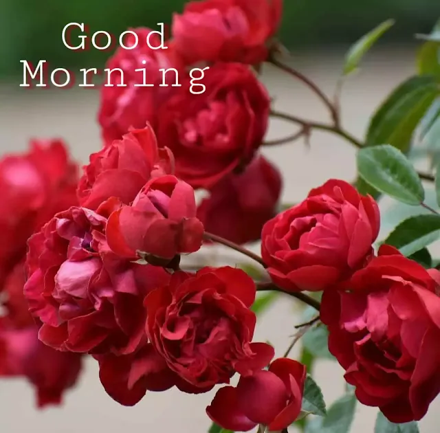 images of good morning flowers
