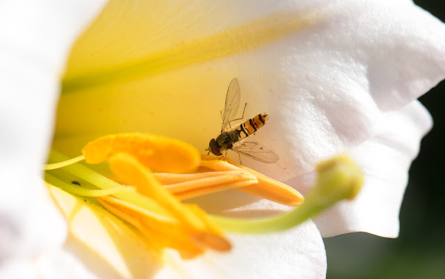 Episyrphus balteatus