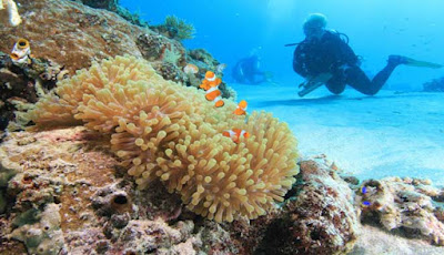 WISATA NUSANTARA PULAU MOLANA DI MALUKU