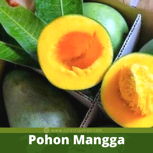 Pohon Mangga