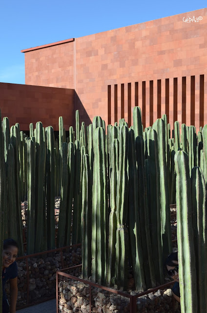 Lucebuona lost in a cactus laberynth