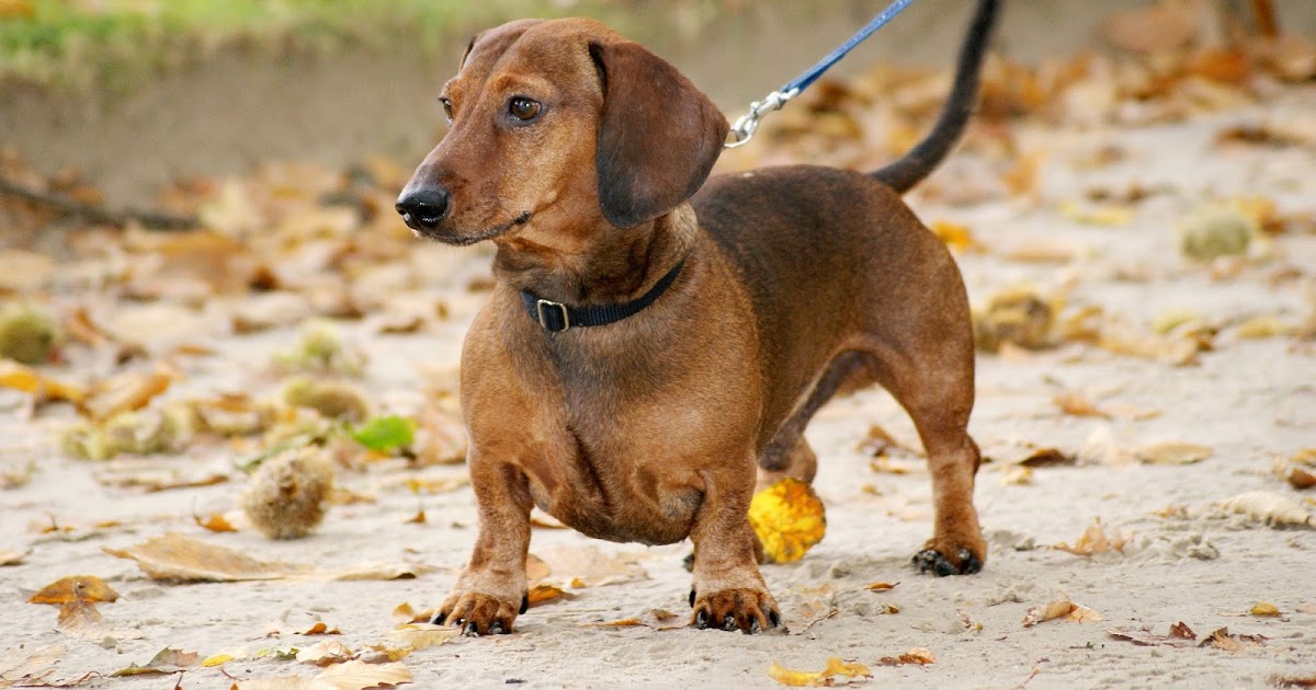 6 Short Legged Dog Breeds