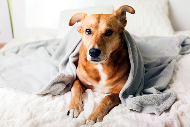 What You Need to Know About Caring for Your Pets During the Coronavirus Pandemic
