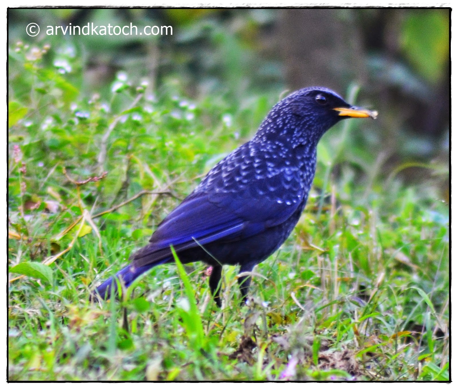 Birds of Himachal Pradesh India (Commonly Found) with Pictures