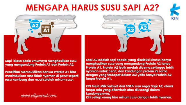 kin fresh milk adalah 100% susu segar dari sapi a2 