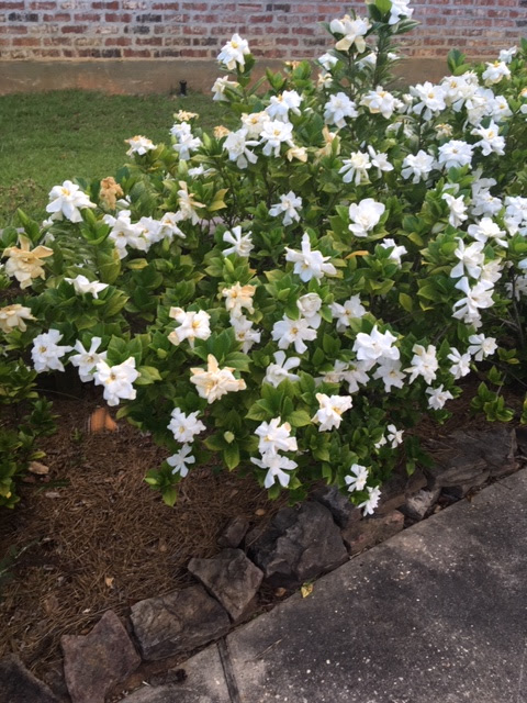 Travels With Wesley A Strong Immortal Hope