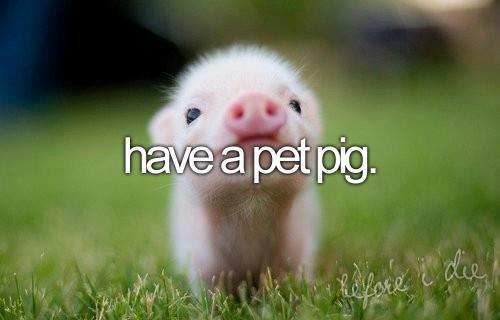 I wish...: I wish I had a pet pig or some other interesting animal!