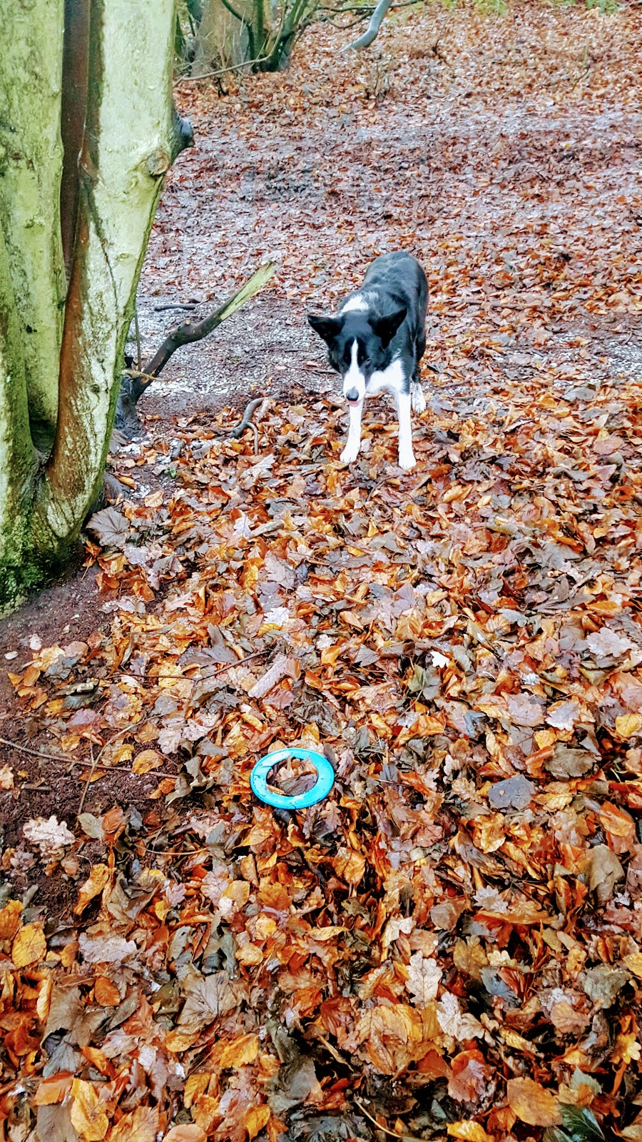 A Day In The Life Of Mollie The Collie: It's A Tough Life Being A Dog A Day In The Life Of Mollie The Collie