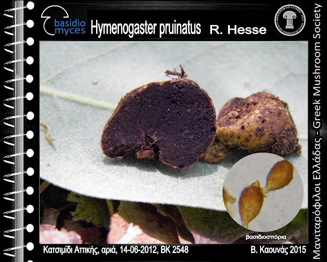 Hymenogaster pruinatus R. Hesse