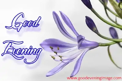 Good evening flowers images Good evening flowers images