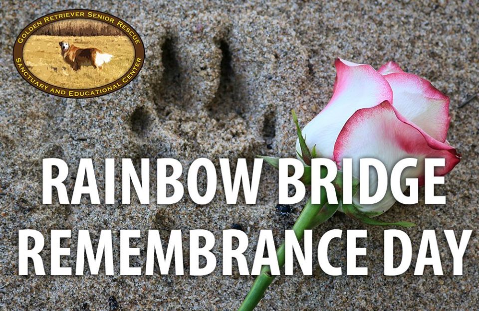 Rainbow Bridge Remembrance Day Wishes Images Whatsapp Images