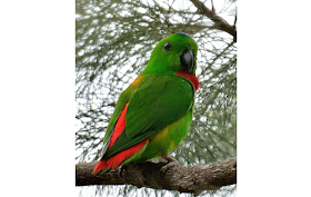 Malay Parrot
