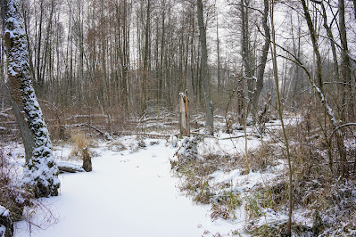 Zaborów Leśny