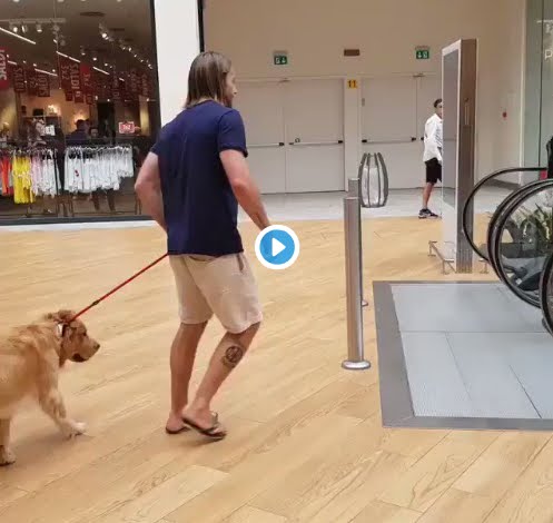 Quante volte avete preso in braccio il vostro cane? Video Golden Retriever che emoziona Internet.