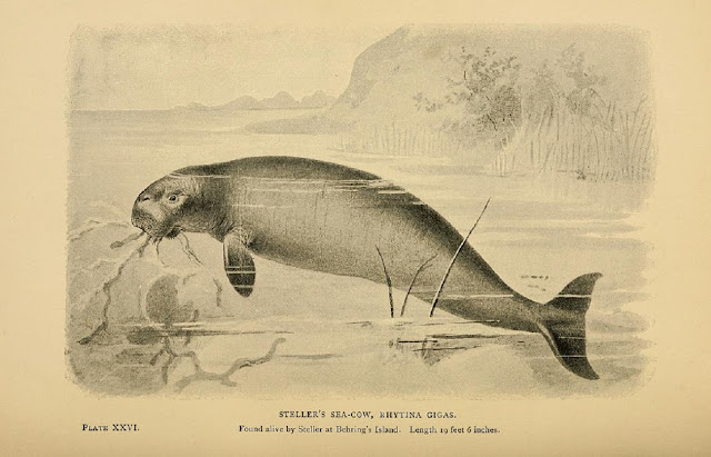 Стеллерова морская корова (Rhytina gigas), найдена живой Стеллером на острове Беринга; длиной 19 футов 6 дюймов