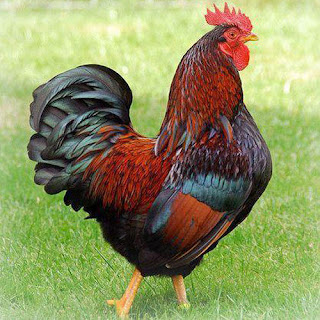 Kampung chicken farming Max : MRS GREN