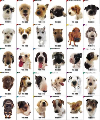 Paw Tail All About Dogs Maret 2017