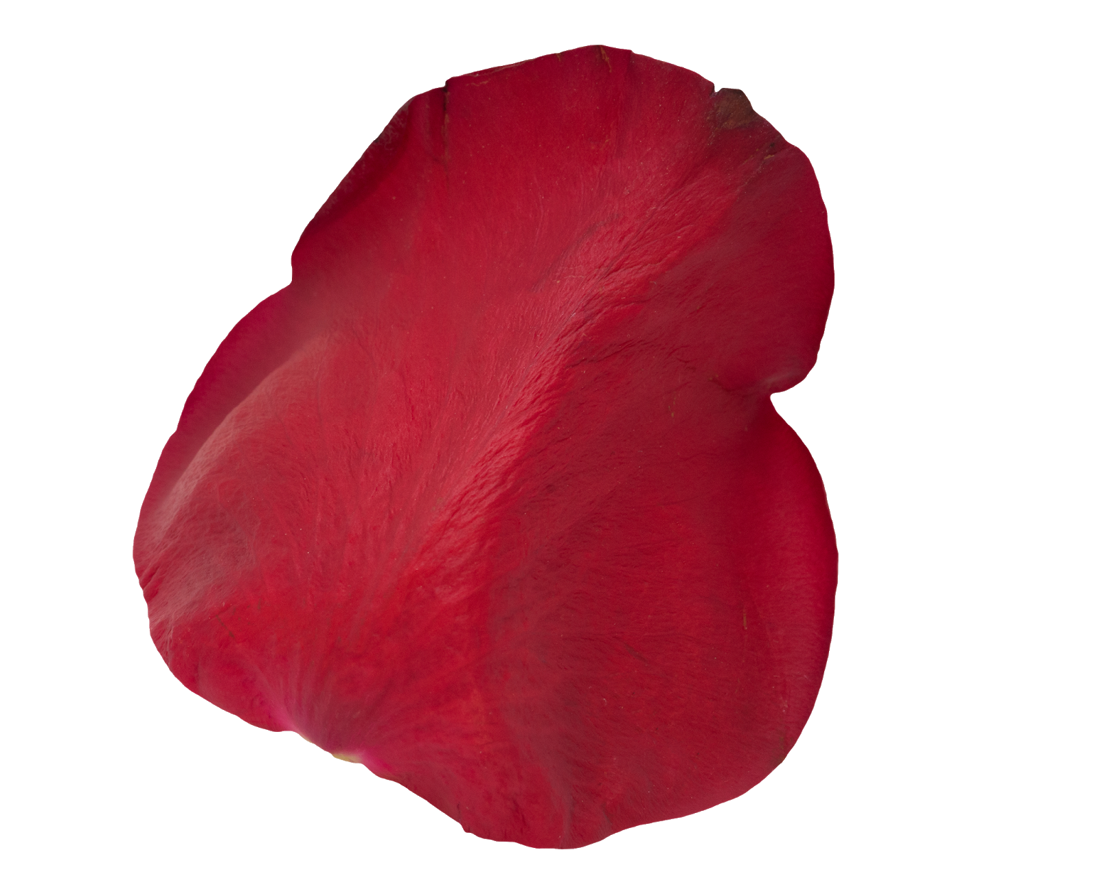 2_Red_Petals