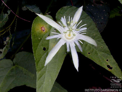 Mburucuyá morotì (Passiflora capsularis)