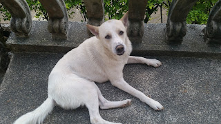 A cute white pet dog sitting on the cemented porch