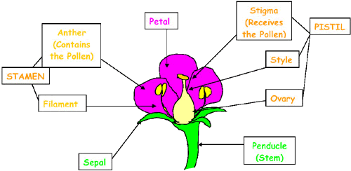 Decline Pollinators