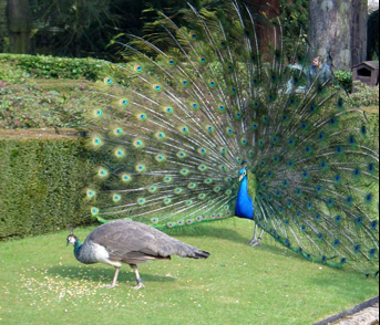 coda-pavone-peacock-tail