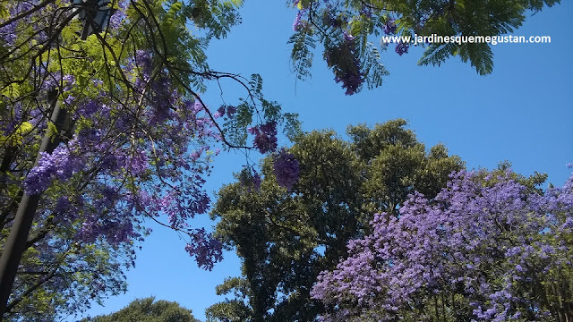 Árbol azul (jacaranda)