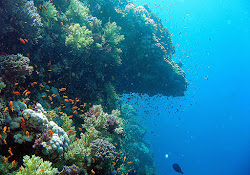 underwater calm sea desktop aesthetic turtle wallpapers incoming backgrounds wallpaperaccess