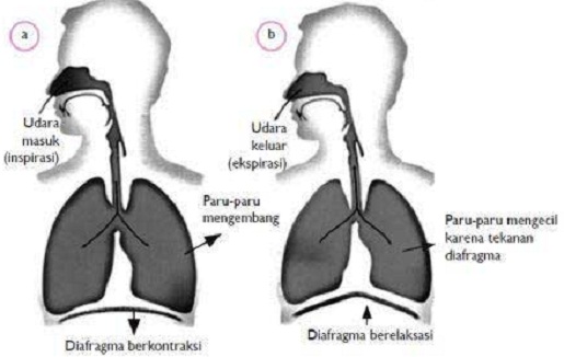 Sistem Pernapasan Pada Manusia Lengkap Respiratory System In Humans Berbagaireviews Com