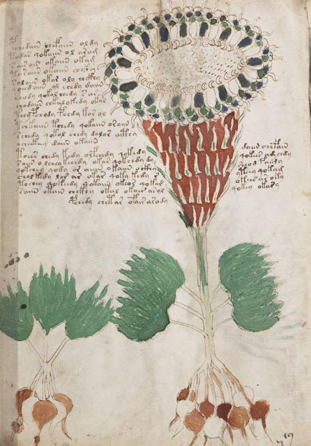 Растения, изображённые в «ботаническом» разделе рукописи, не кажутся фантастическими, — но в реальности не существуют