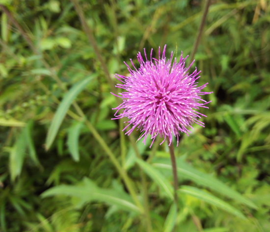 花の蜜