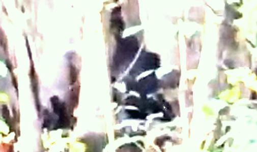 The Face of the Mississippi Skunk Ape