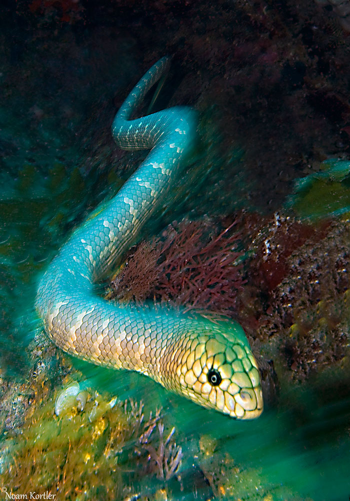 Snakes: Olive Sea Snake