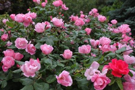 The Earth Laughs In Flowers And So Do We