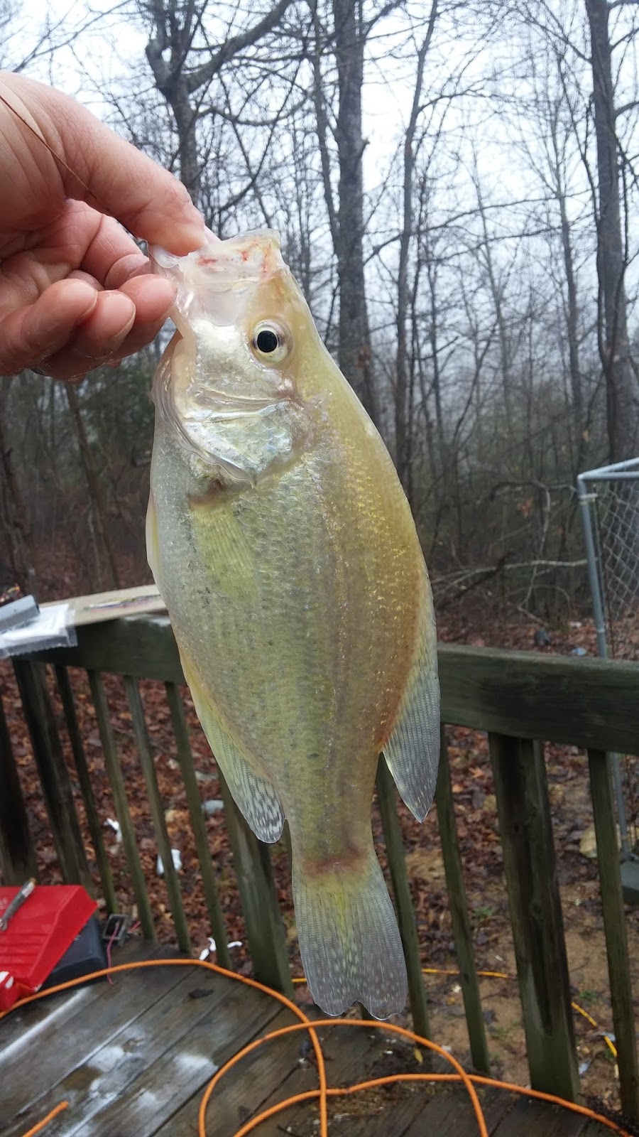 Frying Panfish Outdoors Top 5 Reasons to Fish For Crappie