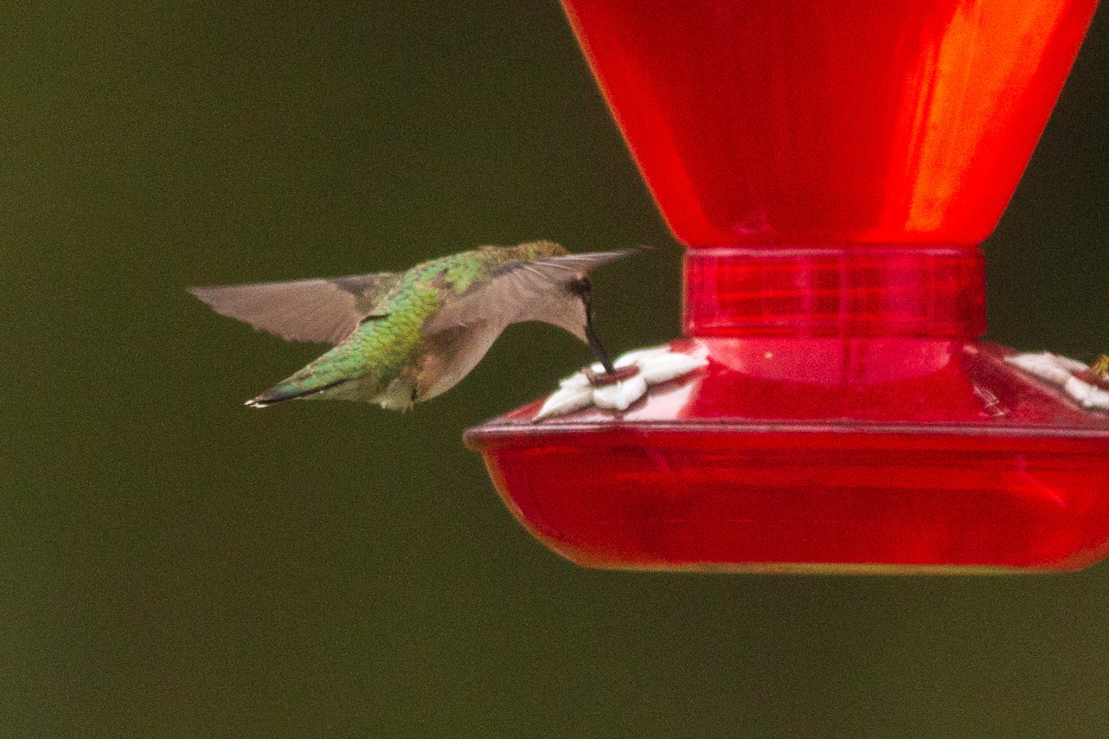 Bill Vocke Photos HUMMINGBIRDS (AND AN ANGRY YELLOW JACKET!)