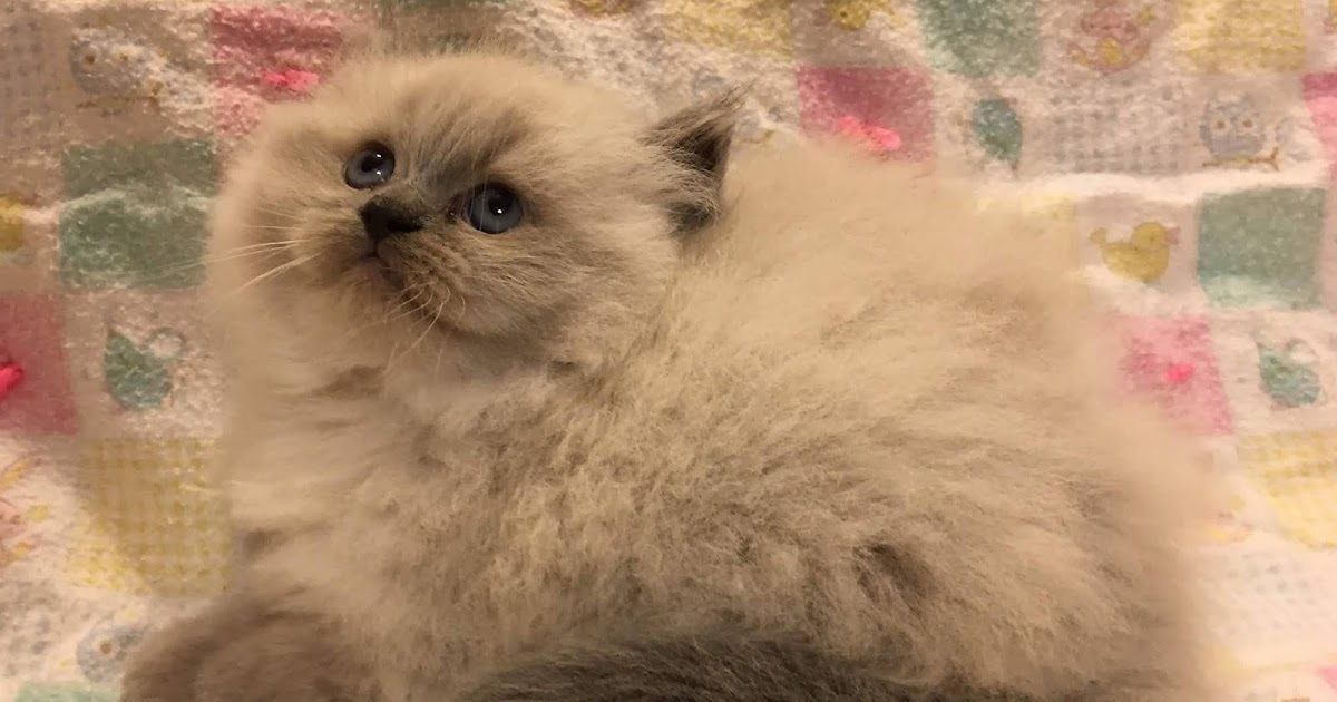 charming ragdoll cattery