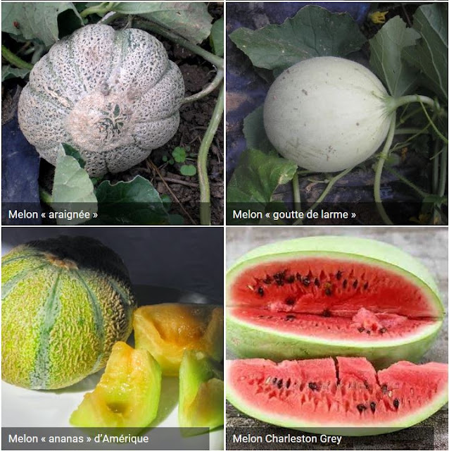 Breuillet Nature Tout savoir sur les melons