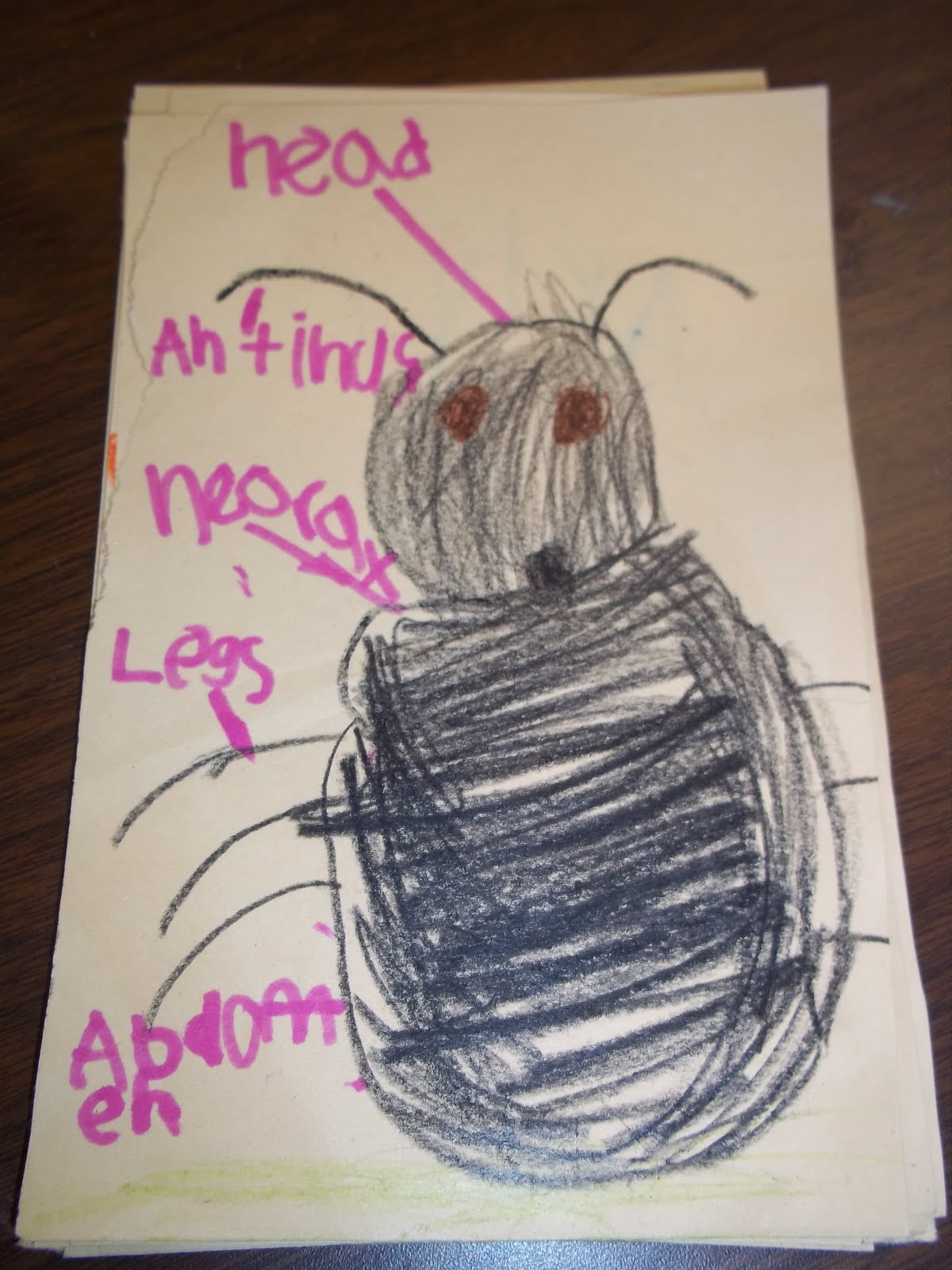 Mrs. Wood's Kindergarten Class: Insect Diagrams