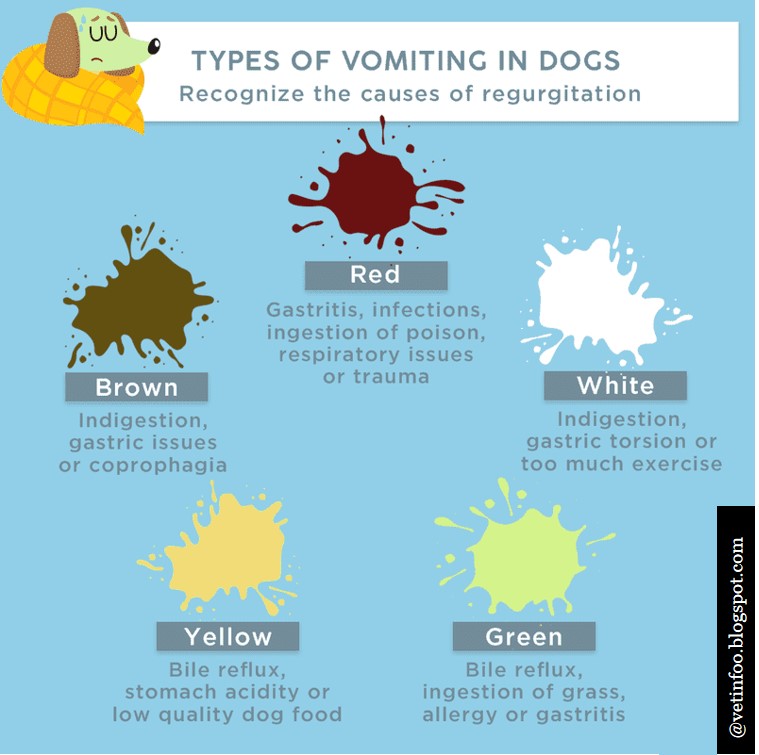 Vomiting in Dogs
