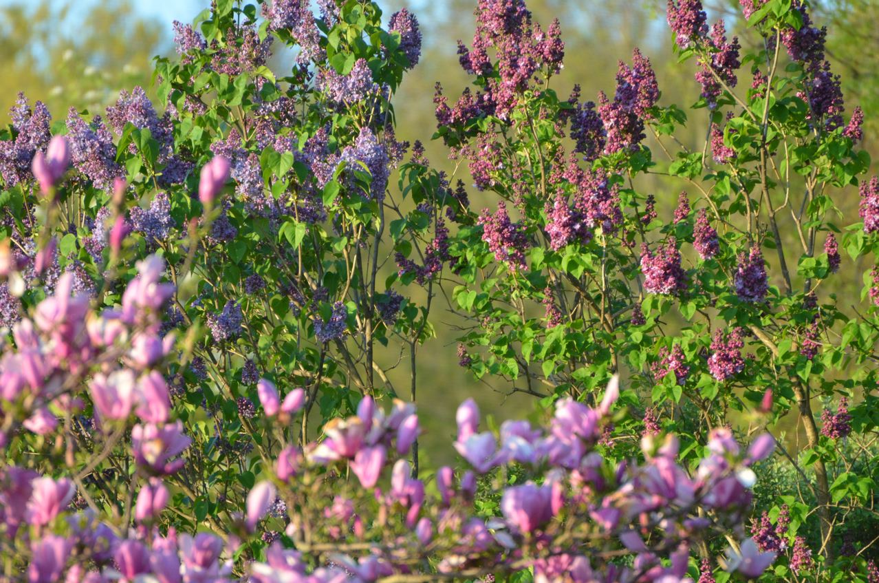 Flower Hill Farm Lilac Time