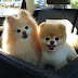 17 Things Only Pomeranian Owners Understand